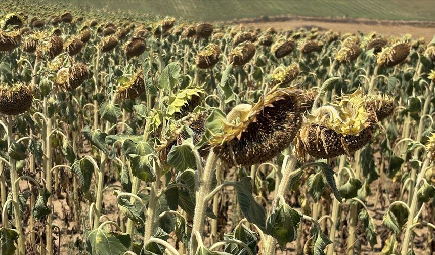 Trakya'da Ayçiçeğinde Gözler Hasat Dönemine Çevrildi