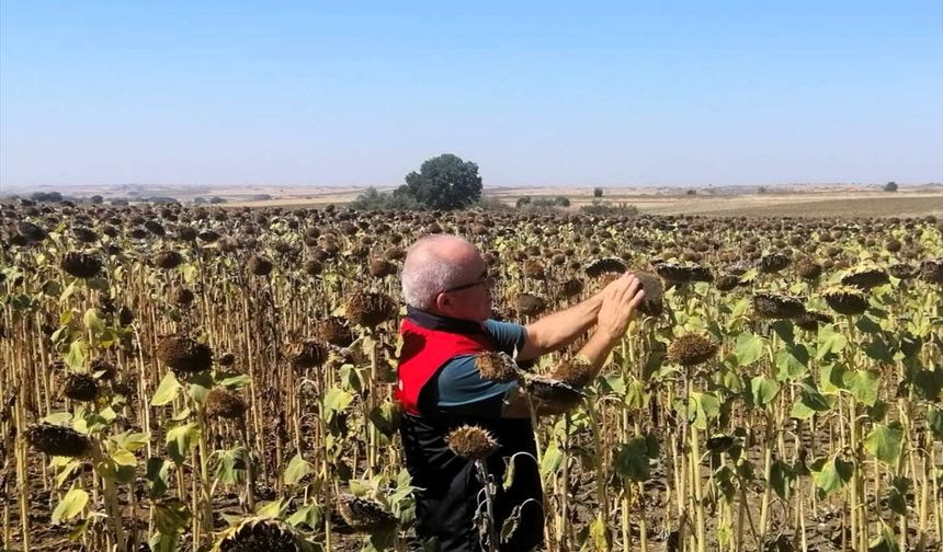 Kırklareli’nde Yerli Hibrit Ayçiçeği Ekili Alanları İncelendi