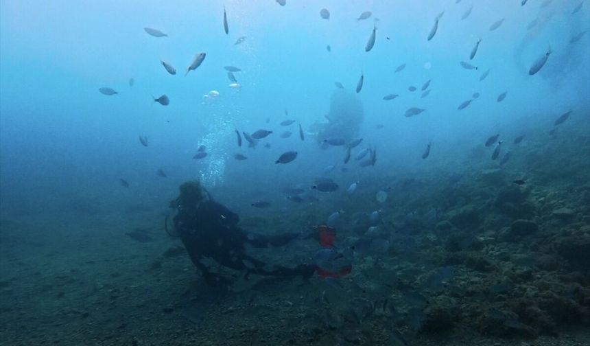 Saros Körfezi Batıkları ve Yapay Resifleriyle Dalış Tutkunlarını Ağırlıyor