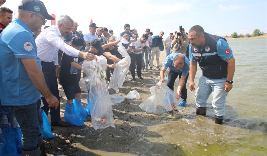 Göletlere 1 Milyon 200 Bin Sazan Yavrusu Bırakılacak