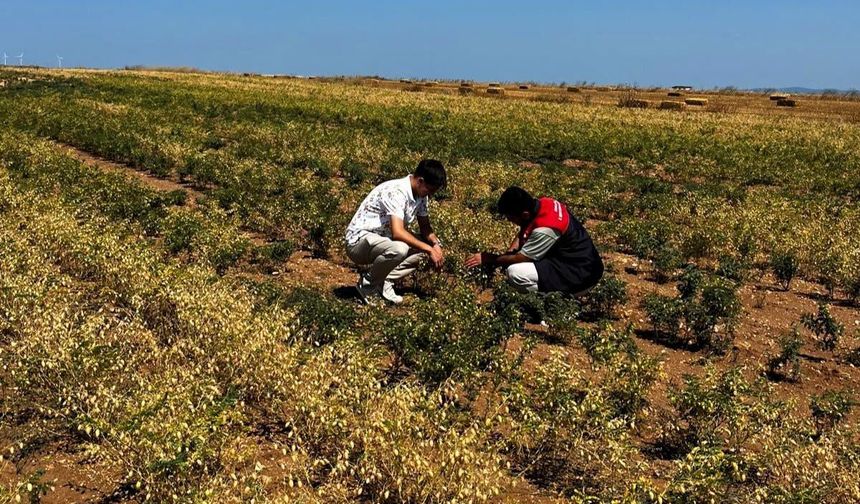 Vize’de Topraktan Sofraya Altın Nohut Projesi” Saha Kontrolleri Yapıldı