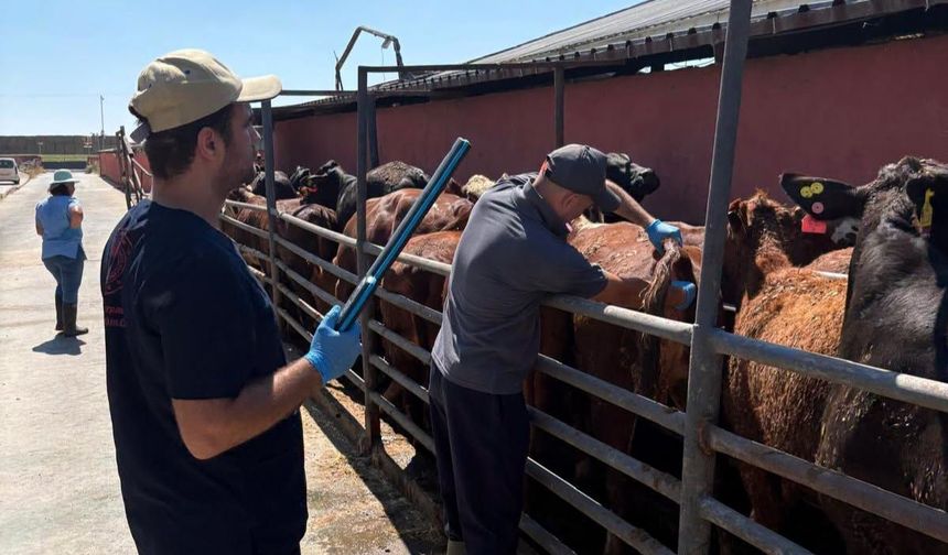 Lüleburgaz’da Büyükbaş Hayvanlar Kontrol Edildi