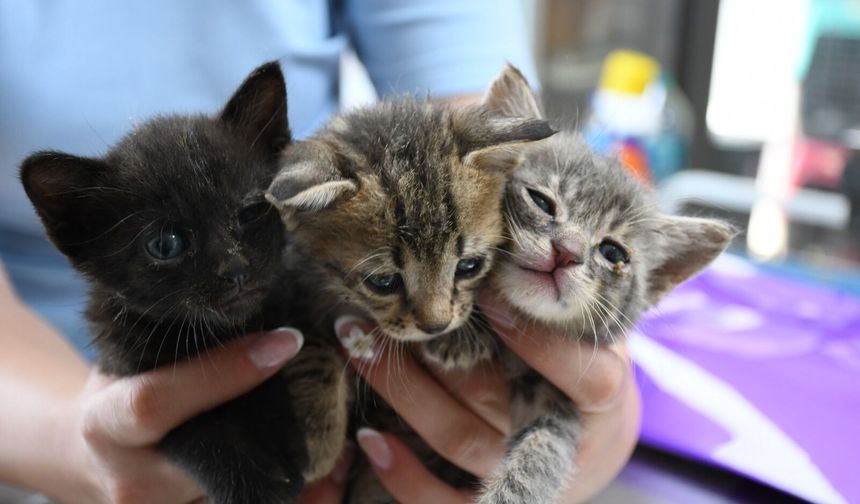 KIRKLARELİ DİKKAT! Sokakta Görülen Her Yavru Terk Edilmiş Olmayabilir