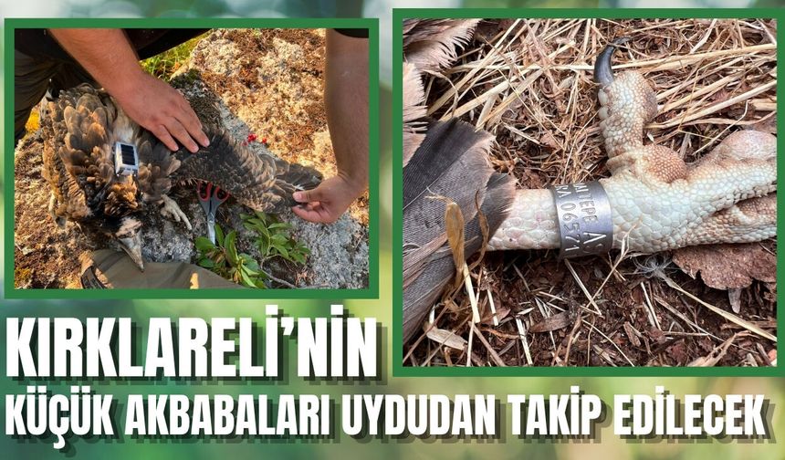 Kırklareli’nin Küçük Akbabaları Uydudan Takip Edilecek