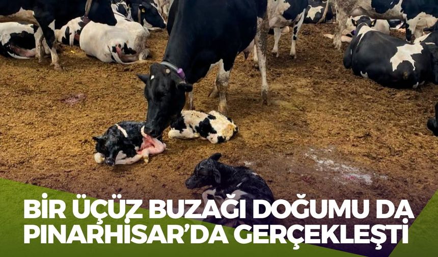Bir Üçüz Buzağı Doğumu da Pınarhisar’da Gerçekleşti