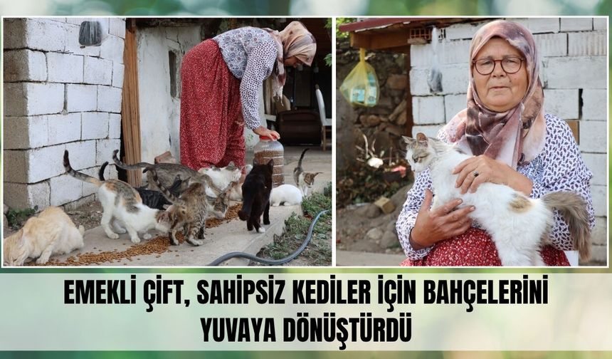Emekli Çift, Sahipsiz Kediler İçin Bahçelerini Yuvaya Dönüştürdü