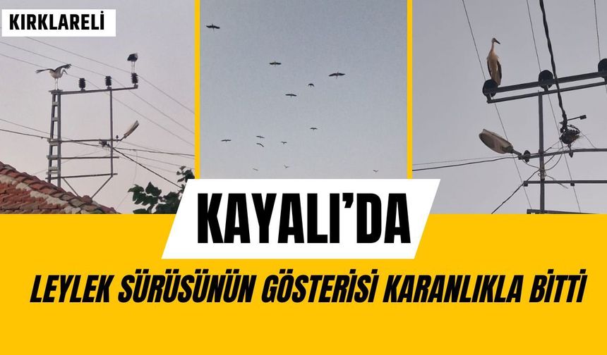 Kayalı’da Leylek Sürüsünün Gösterisi Karanlıkla Bitti