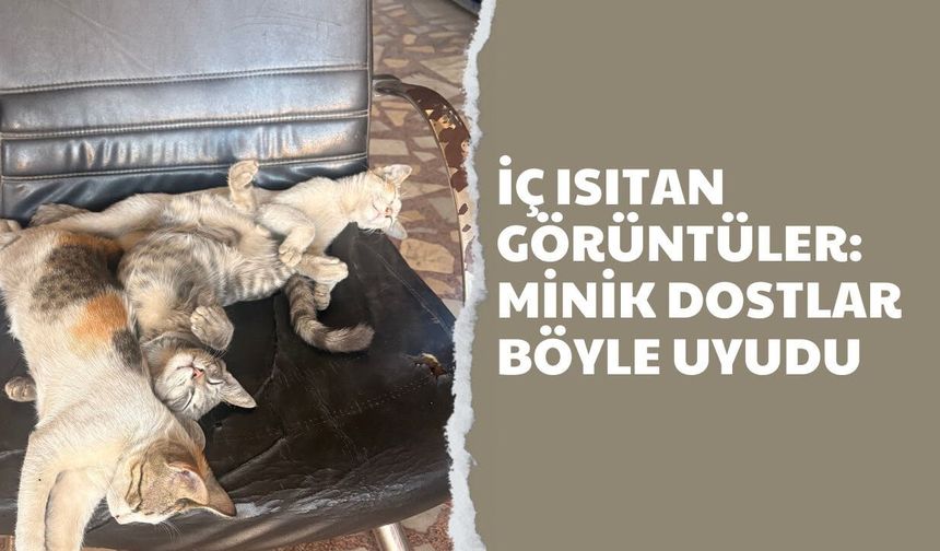 İç Isıtan Görüntüler: Minik Dostlar Böyle Uyudu