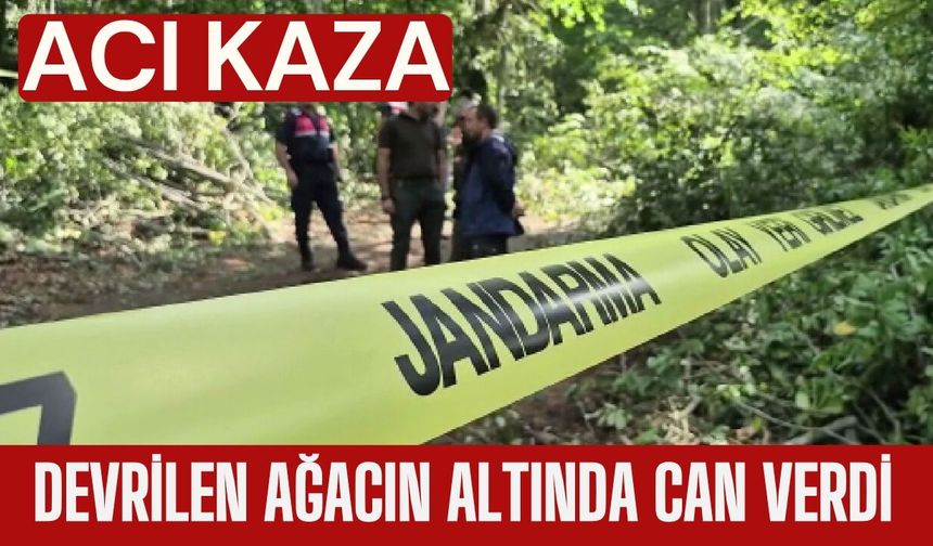 Acı Kaza; Devrilen Ağacın Altında Can Verdi
