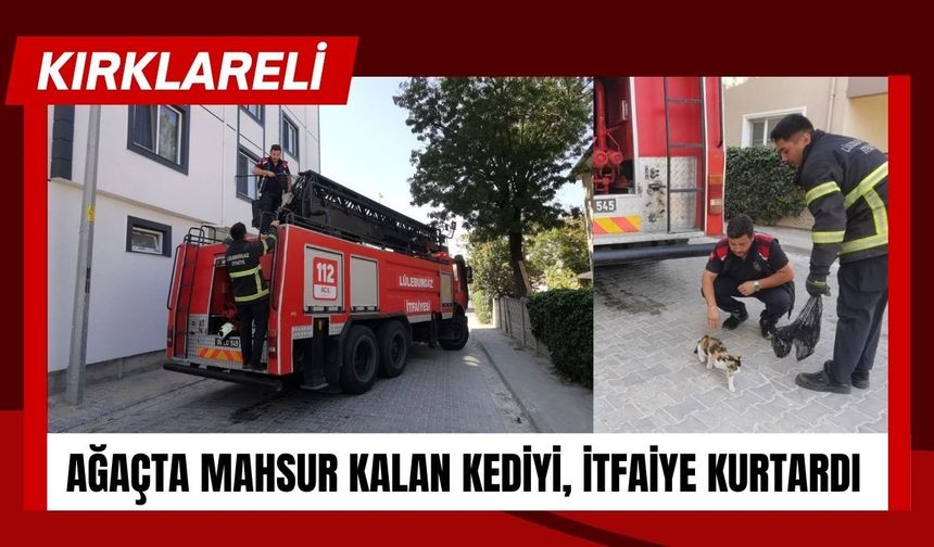 KIRKLARELİ; Ağaçta Mahsur Kalan Kediyi, İtfaiye Kurtardı