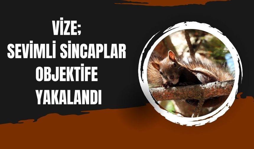 Vize; Sevimli Sincaplar Objektife Yakalandı