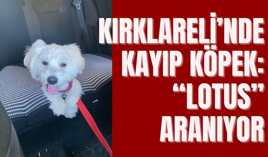 Kırklareli’nde Kayıp Köpek: “Lotus” Aranıyor