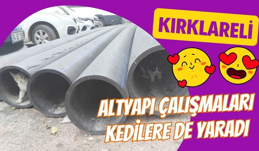 Kırklareli’nde Altyapı Çalışmaları, Kedilere De Yaradı