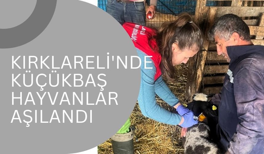 Kırklareli'nde Küçükbaş Hayvanlar Aşılandı